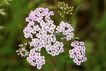 Composition et actions des plantes contre le reflux gastrique