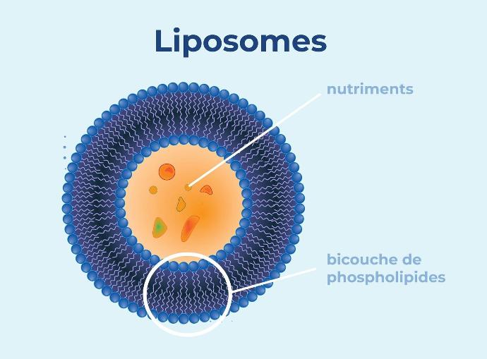 Les liposomes sont des vésicules