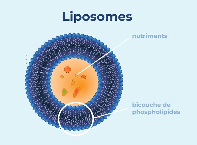 liposome