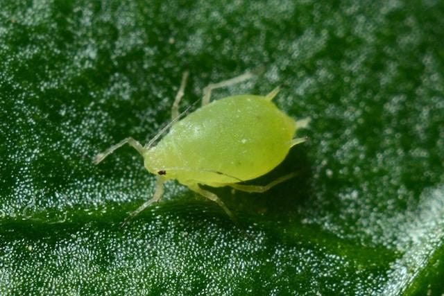 parasite