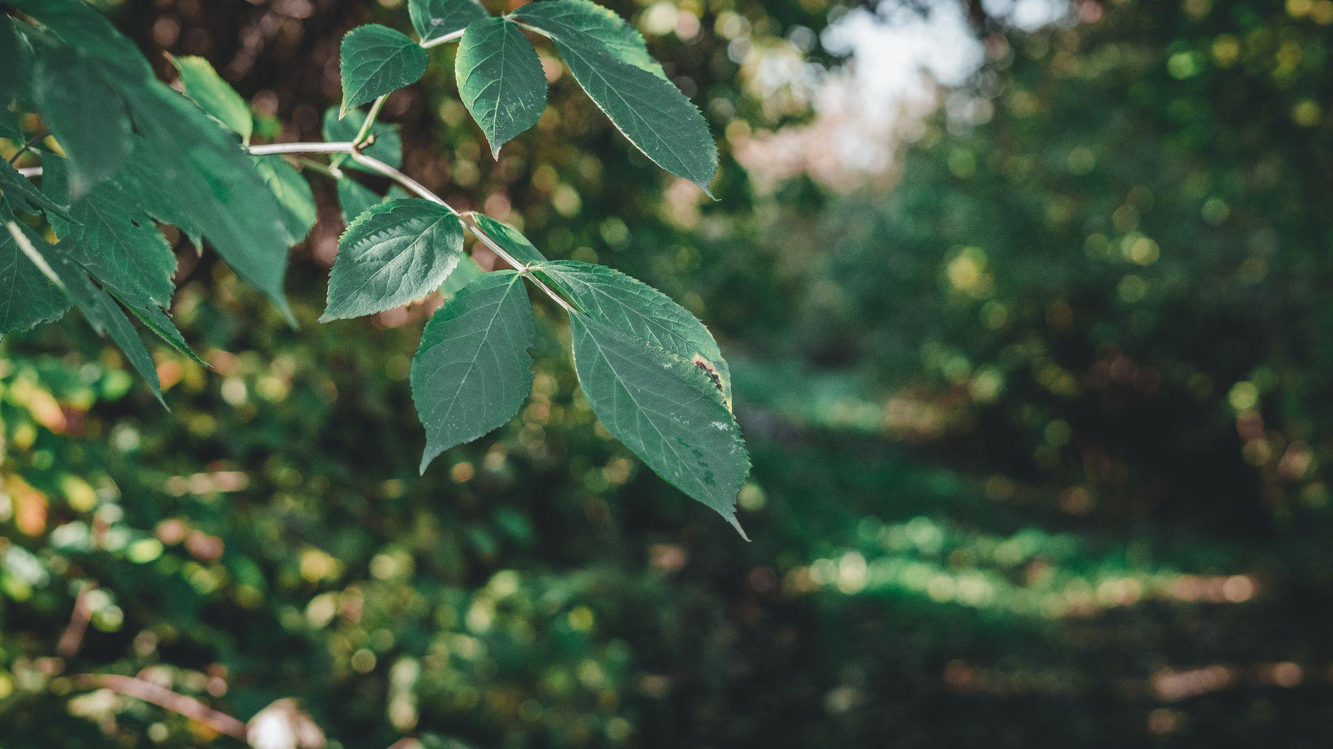 Salix alba (écorce et feuilles)