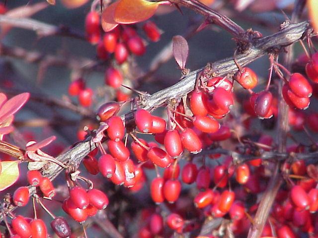 Berberis aristata