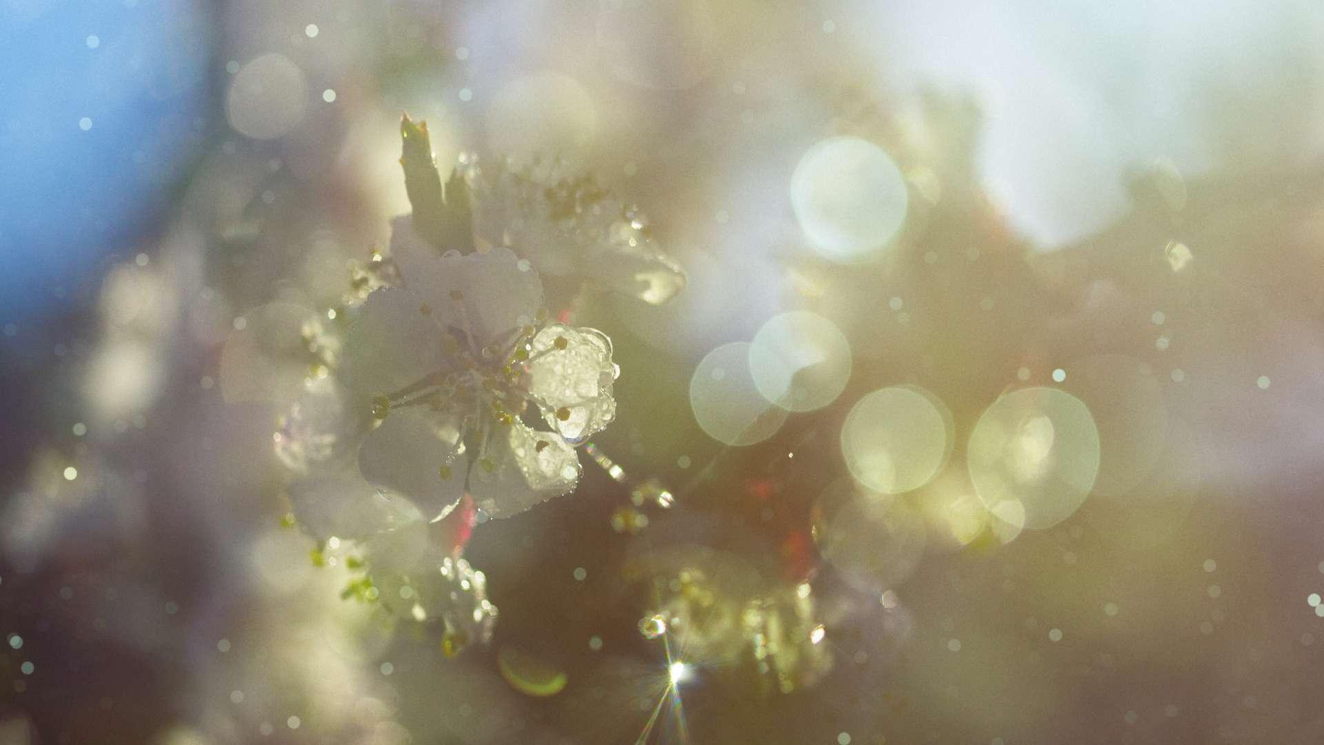 Fleur blanche avec halo de lumière