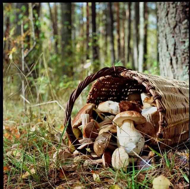 Champignons qui débordent d'un panier en osier couché au pied d'un arbre dans une forêt