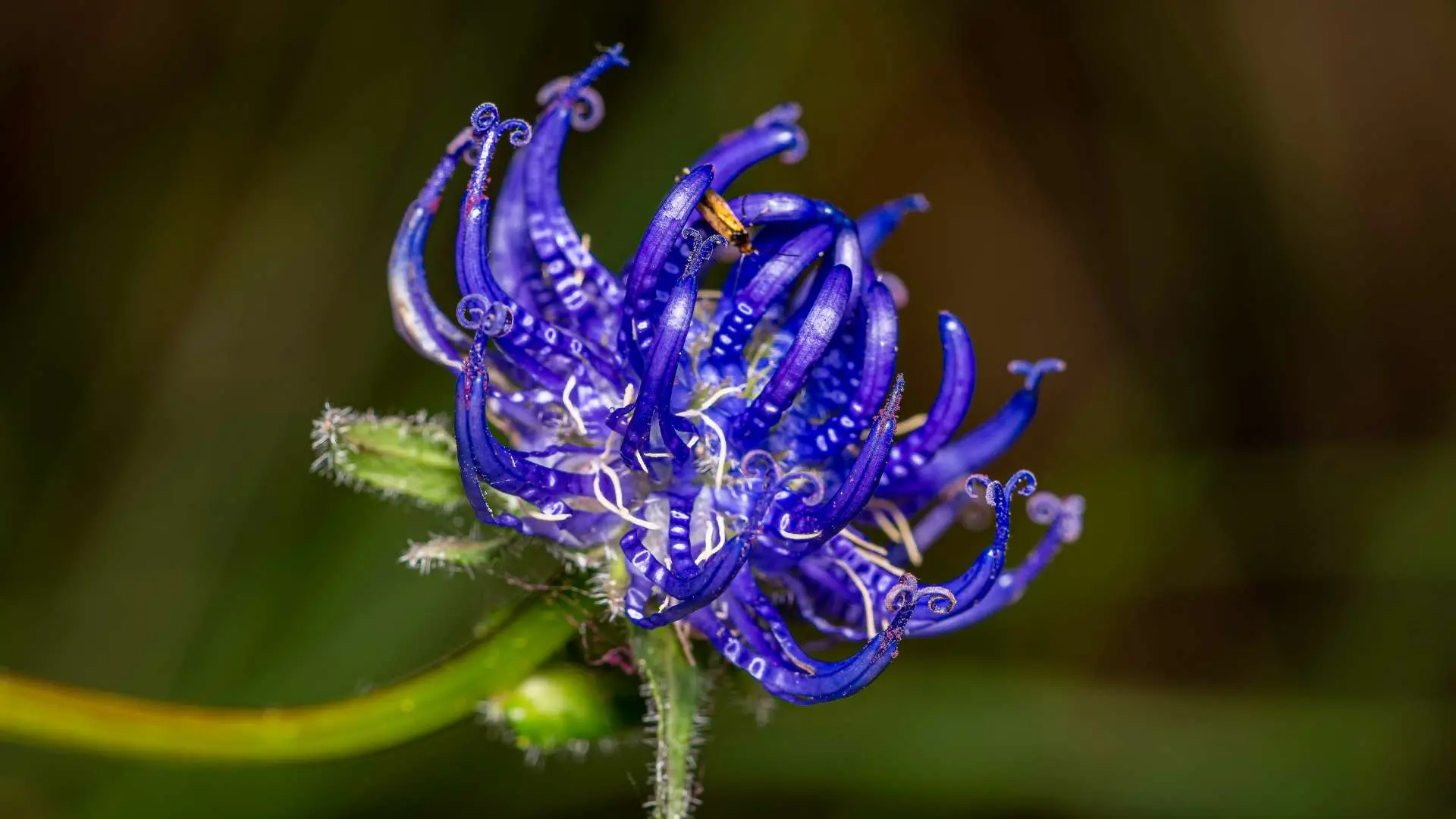 Gros plan Griffe du diable (harpagophytum) violette