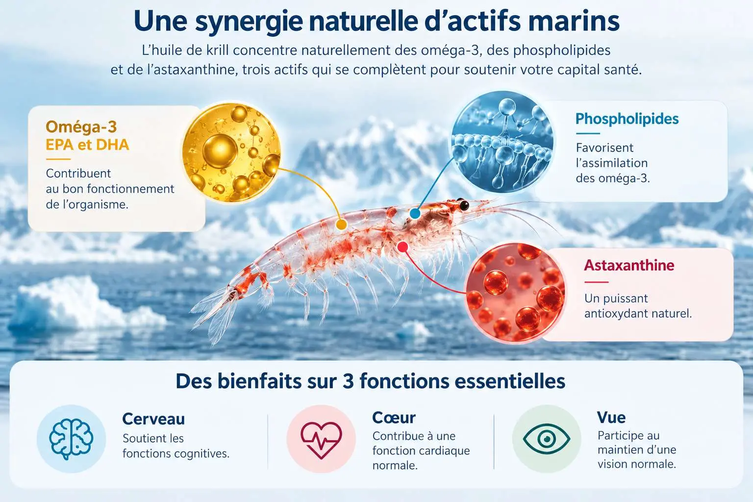 Infographie sur la synergie naturelle des actifs marins du krill