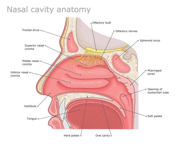 anatomie nez