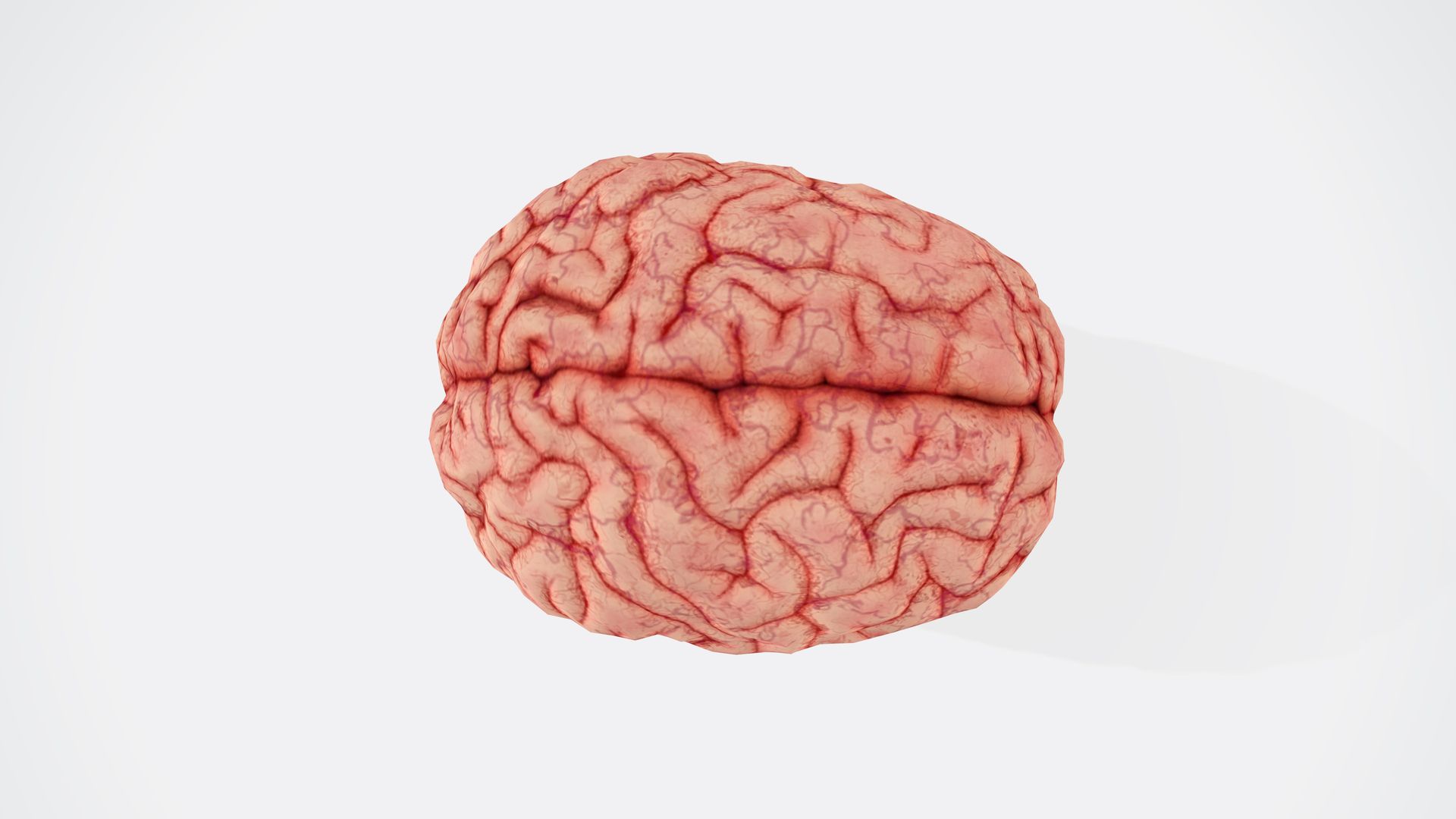 cerveau 