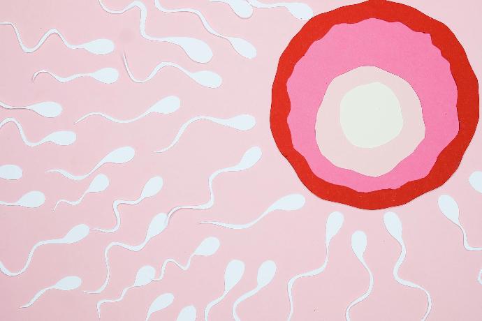 Dessin de spermatozoïdes blancs allant vers un ovule de 4 couleurs (balnc au centre, rose pâle, rose, rouge) sur fond rose