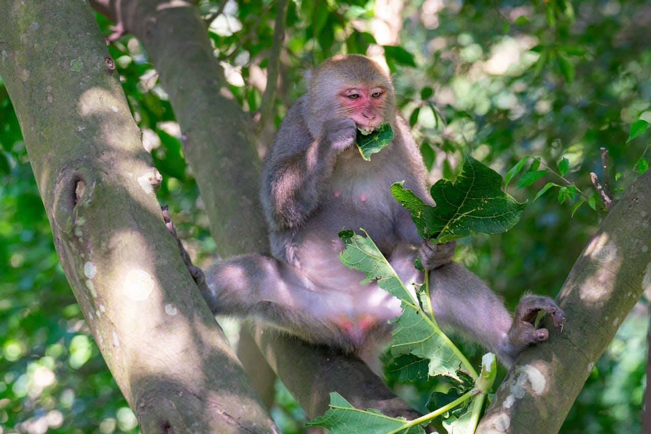 Singe marron assis dans un arbre qui mange une feuille verte