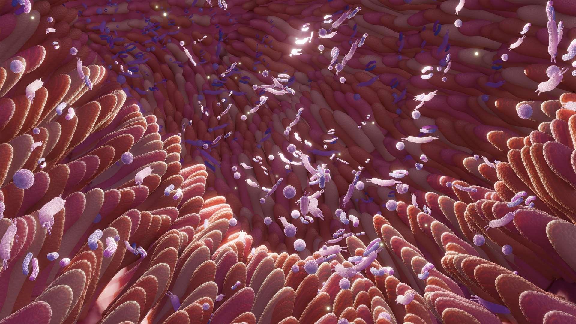 Microbiote intestinal rose illustration
