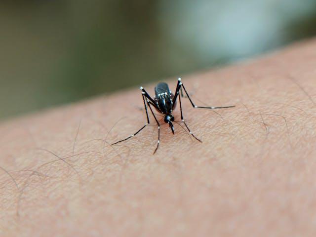 Moustique porteur du chikungunya posé sur un bras