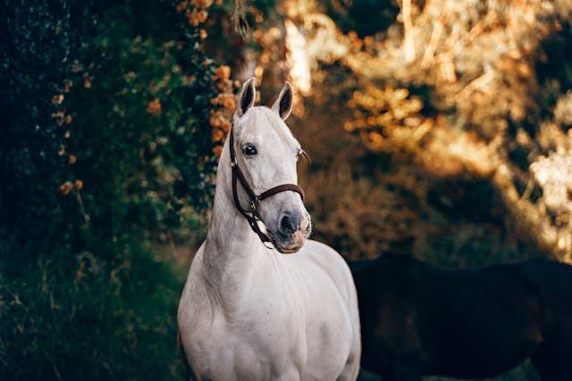 Cheval blanc tête tournée vers la droite avec harnais avec des arbres en arrière-plan