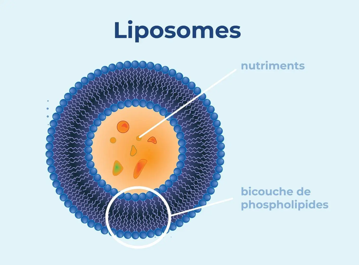 Schéma coupe liposome