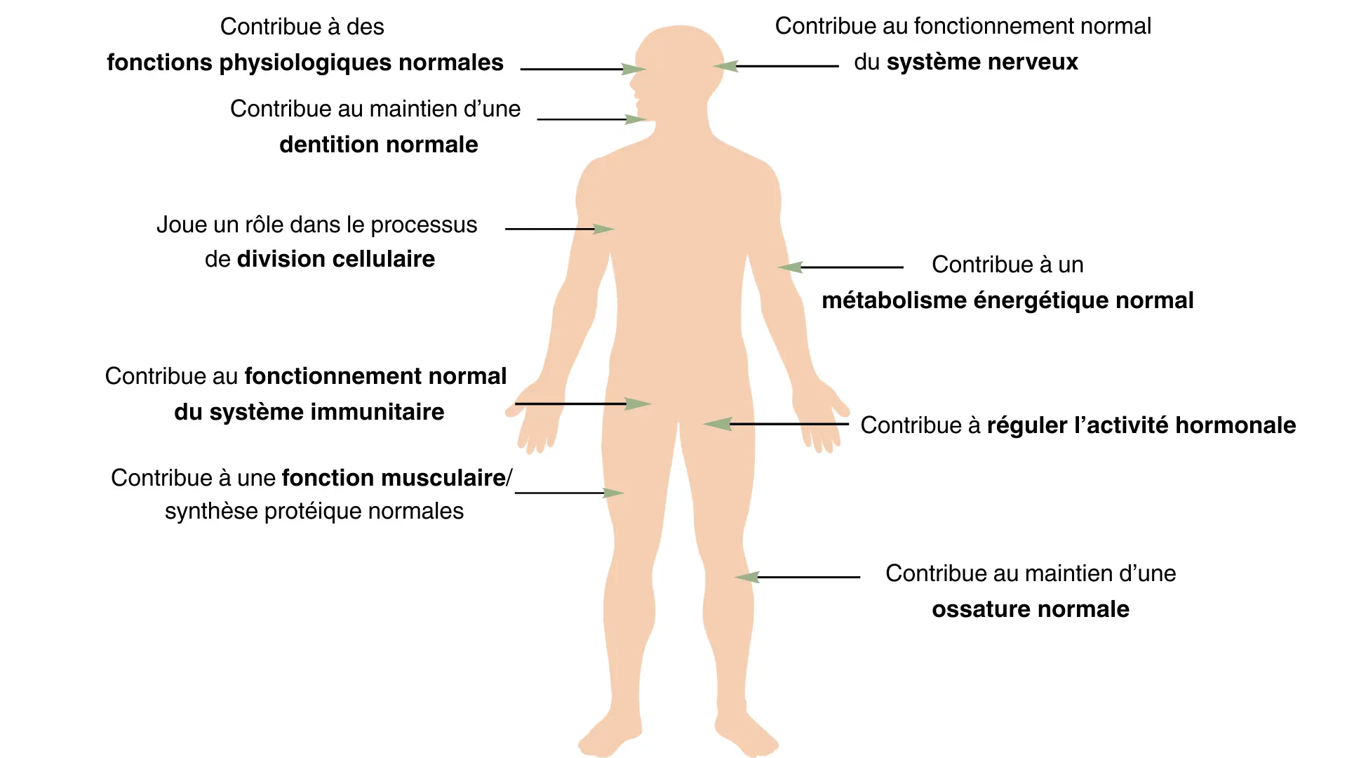 Schéma avec silhouette des bienfaits du MegaMagnésium du laboratoire Perfect Health Solutions