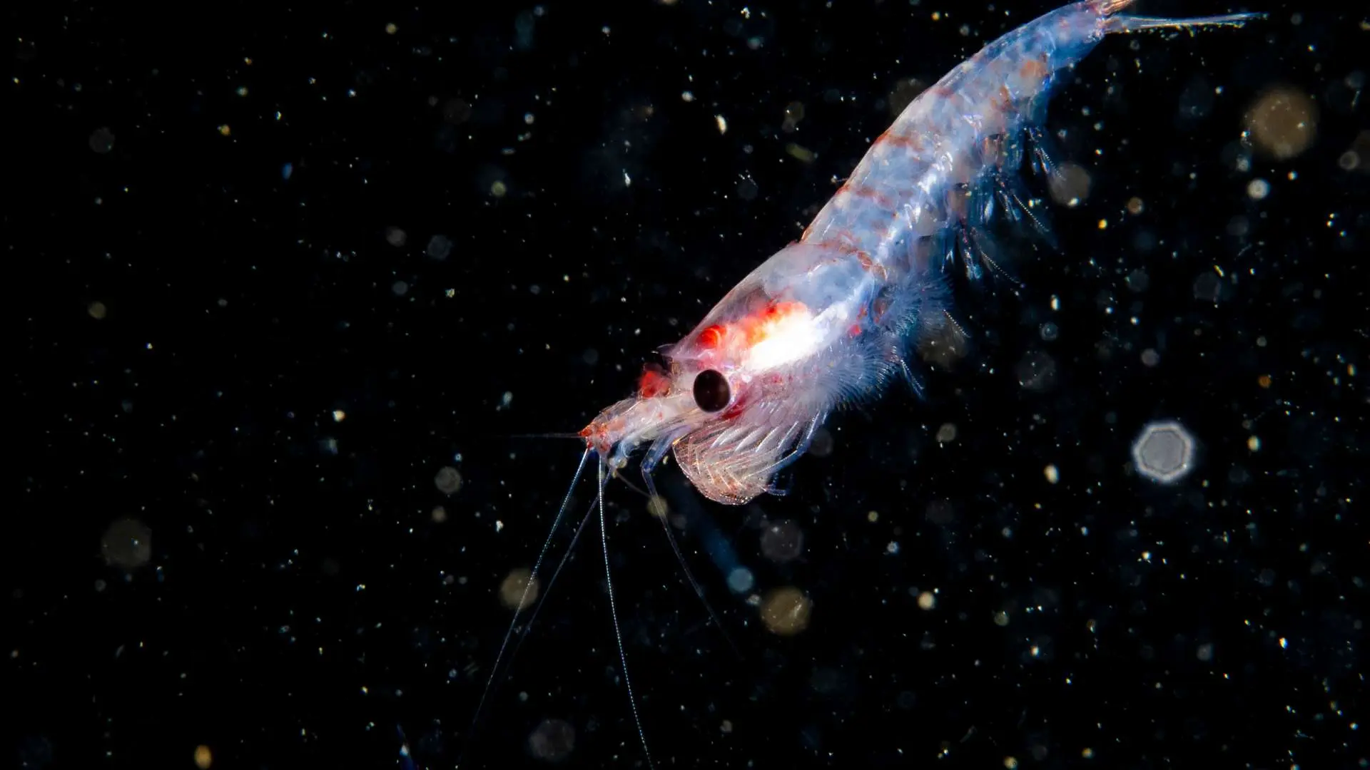Krill en gros plan tête vers le bas dans une eau noire
