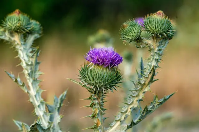 Chardon-Marie rose avec tiges vertes
