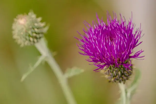 Chardon-Marie rose avec  un autre vert en arrière-plan