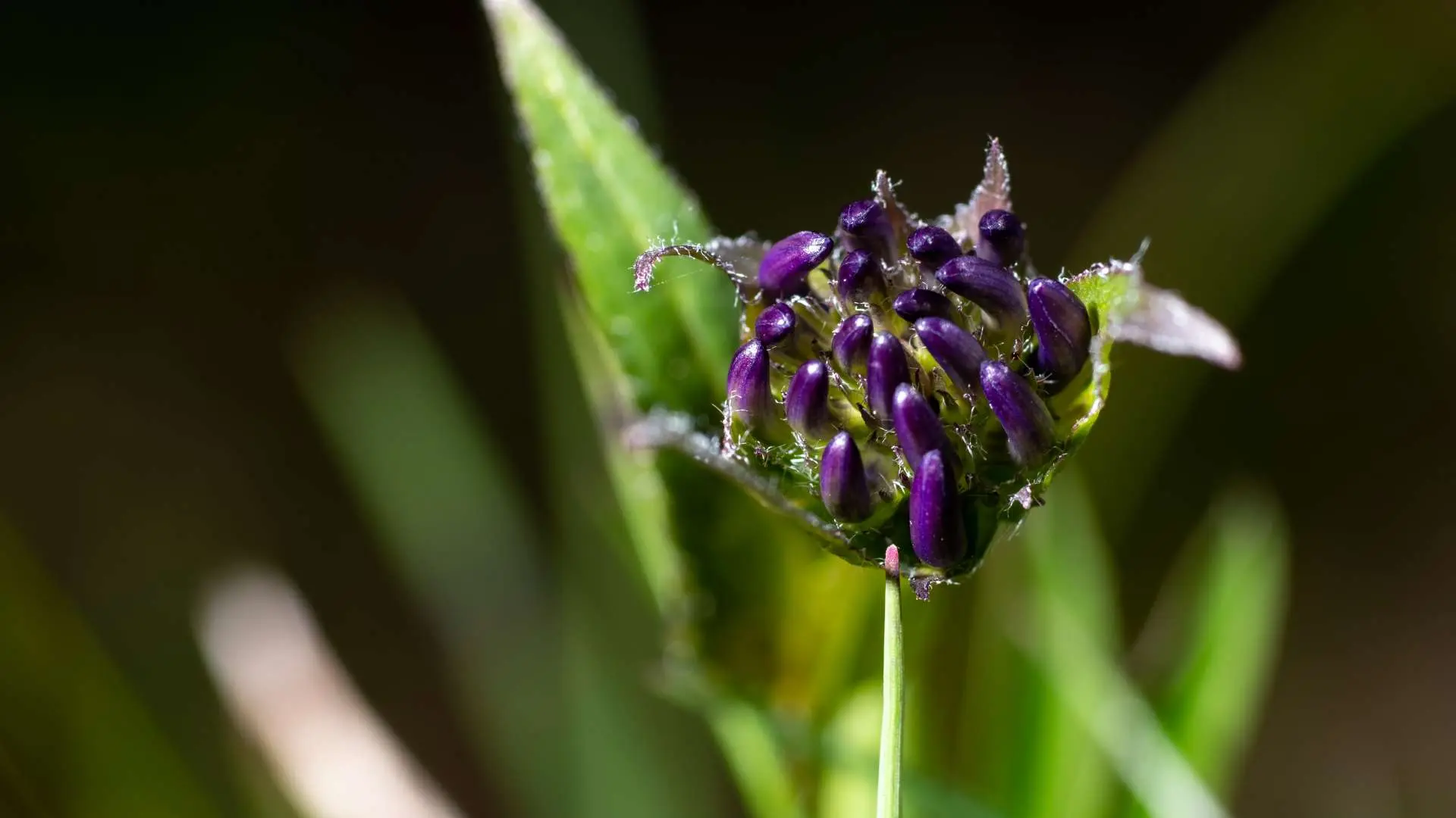 Gros plan Griffe du diable (harpagophytum procumbens) violette