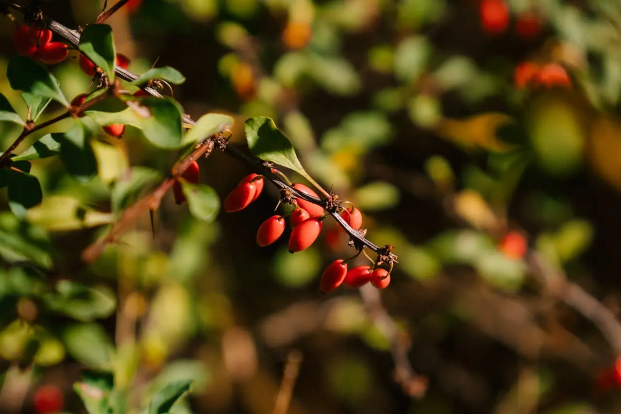 Fruits rouge berbérine sur branche