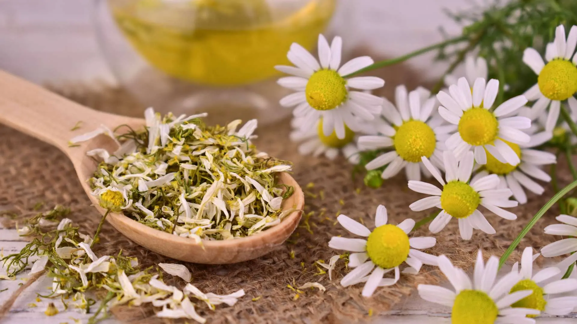 Fleurs de camomille avec camomille séchée dans cuillère en bois