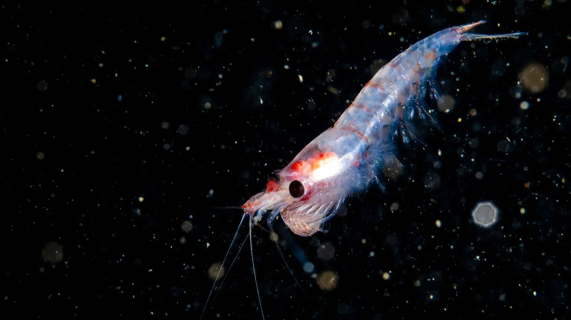 Gros plan krill dans eau noire